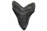 Huge Fossil Megalodon Tooth - South Carolina #306311-2